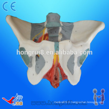 Anatomie ISO pelvis féminin avancé avec muscles et nerfs pelvis avec ligament